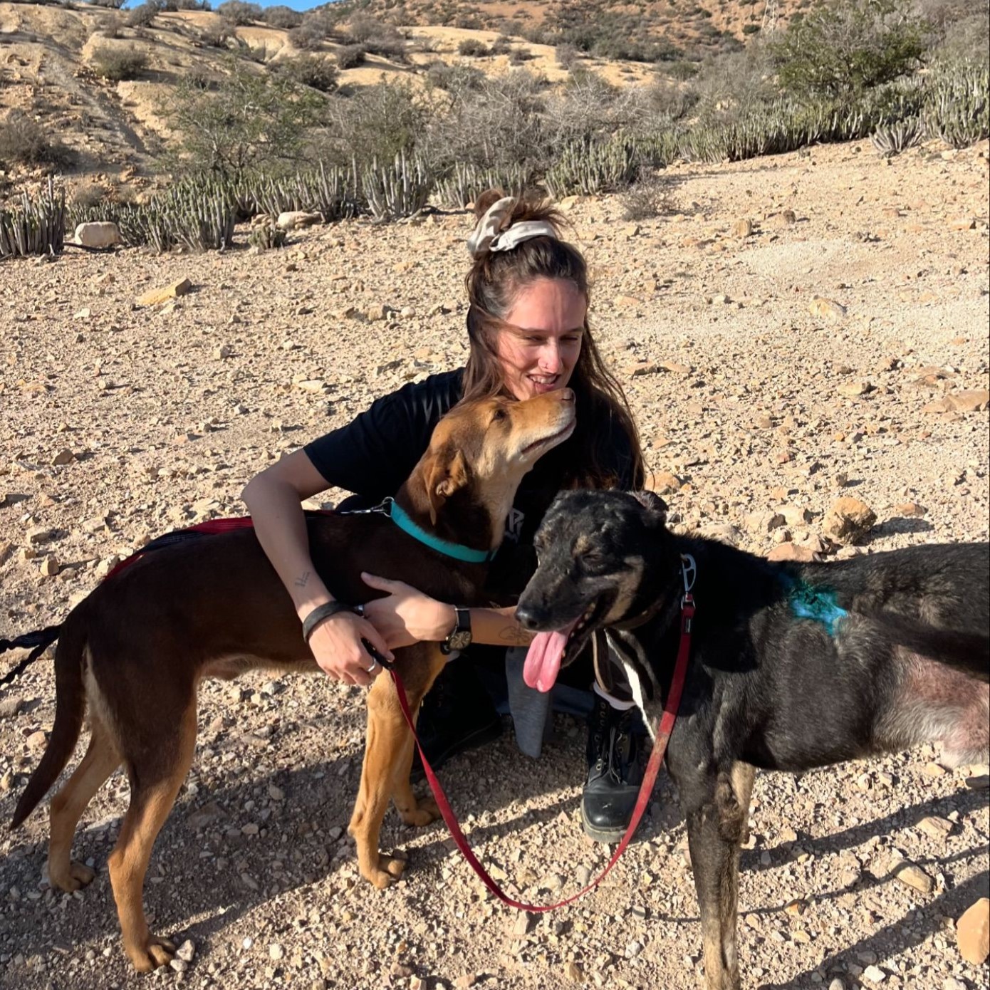 Lucy Austin, fondatrice de l’association Morocco Animal Aid, nous présente ses recommandations pour lutter efficacement contre la propagation des chiens errants.