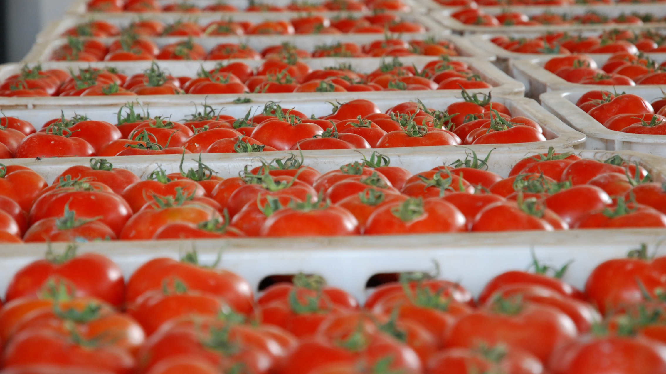 Tomates : La COMADER dénonce une hostilité croissante en France