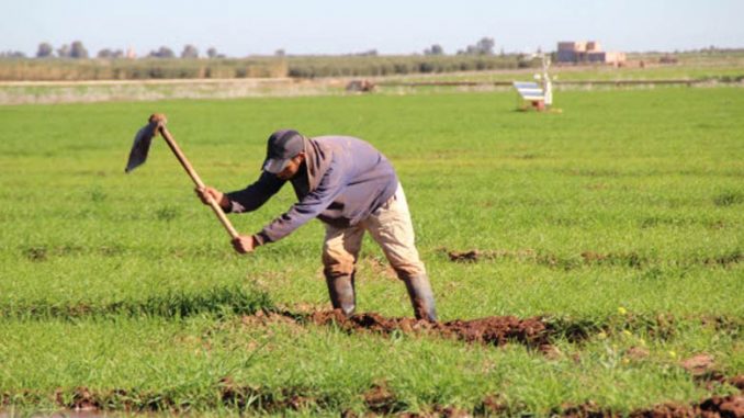 Agriculture: Réalisation de 84 projets d’agrégation