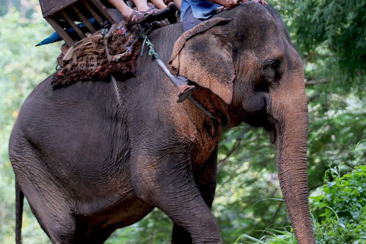 Un touriste espagnol tué par un éléphant dans un parc en Afrique du Sud