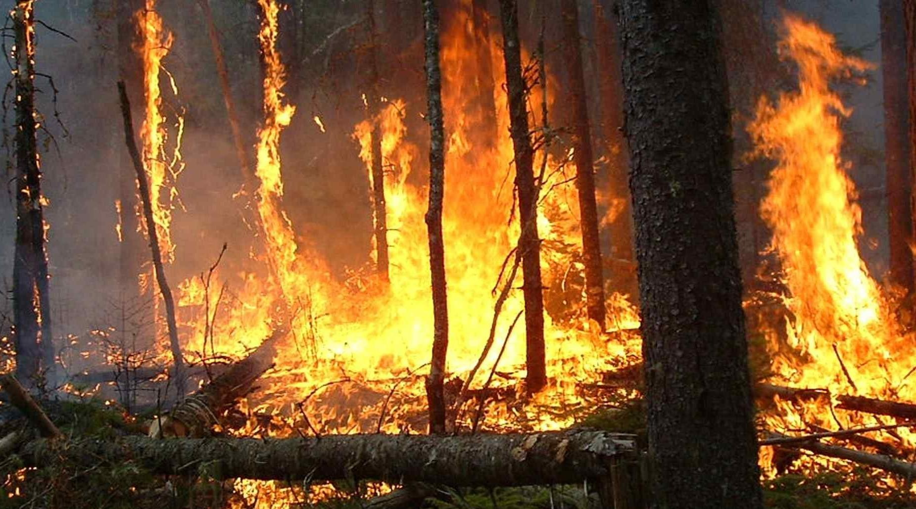 Taza: 30 hectares de couvert forestier ravagés par le feu