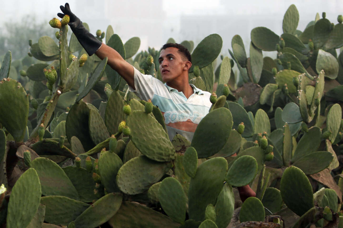 Figues de barbarie : Les producteurs en quête de traitements bios  [INTÉGRAL]