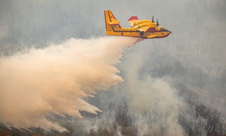 Patrimoine forestier : des milliers d’hectares perdus malgré les efforts de sauvegarde