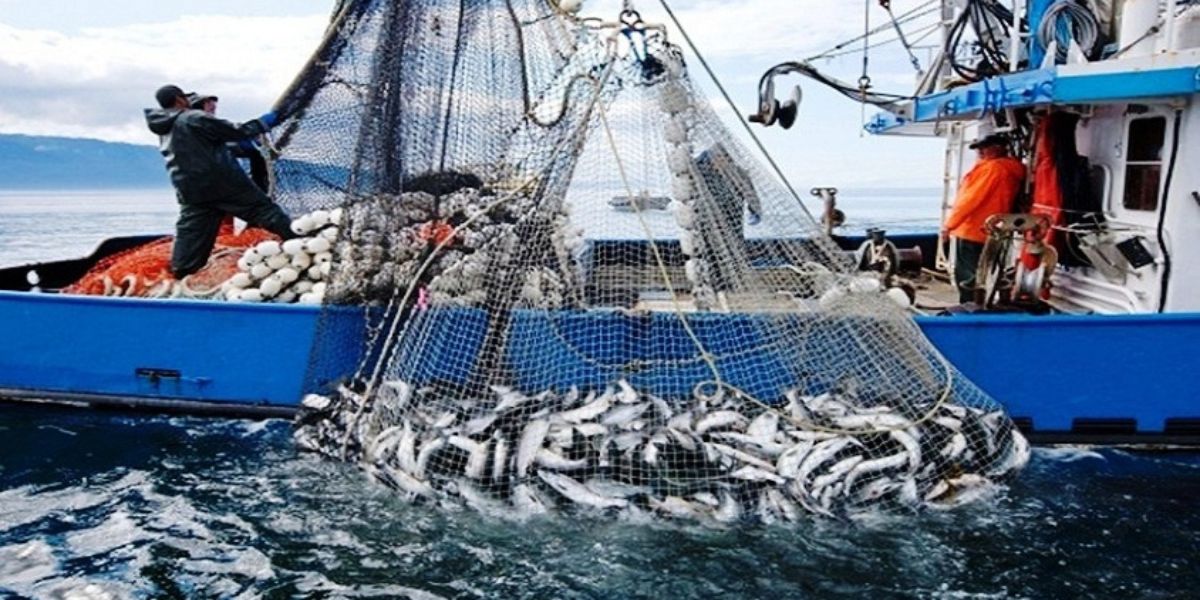 Produits halieutiques : Surpêche, changement climatique, anarchie... la crise du secteur de la pêche se précise !