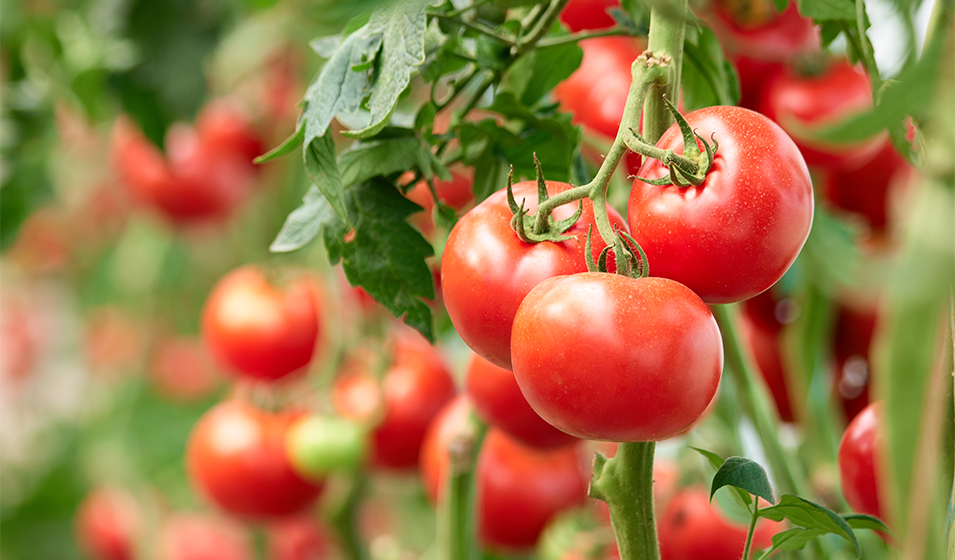 Agriculture : La tomate marocaine perd-elle de sa saveur en Europe ?