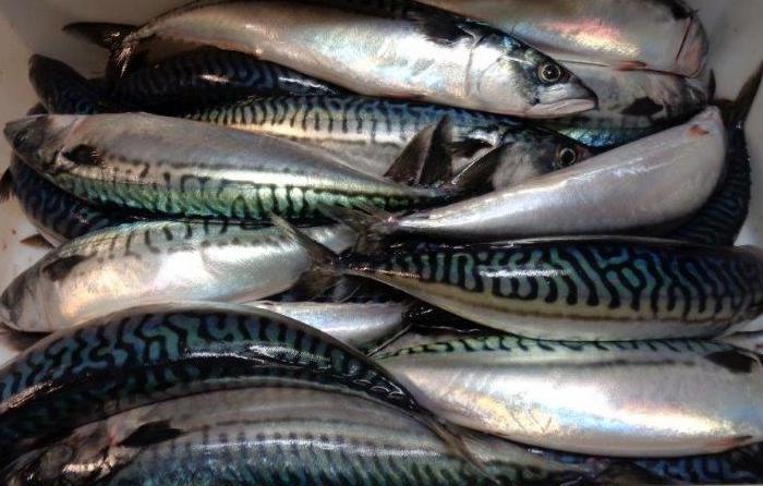 Un lot de 56 tonnes de sardines exporté par Maroc bloqué en Russie