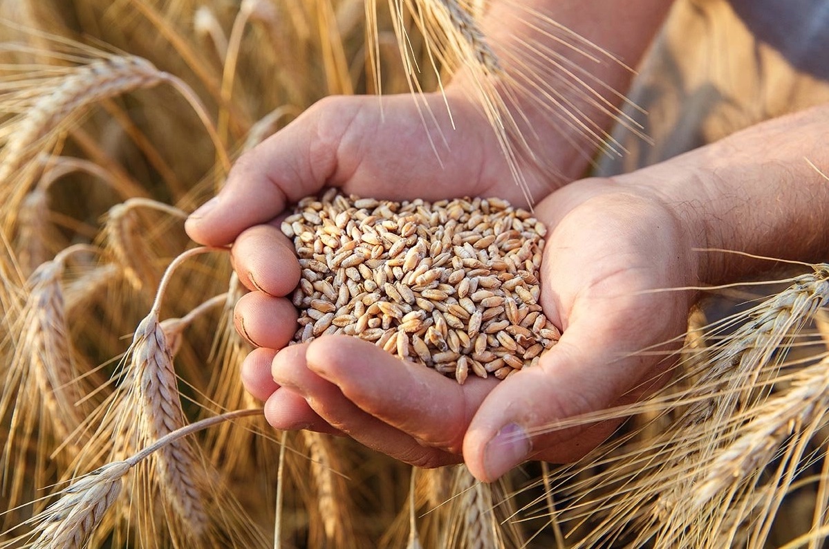 Le Maroc devient le principal acheteur de céréales de la région de Rostov (Russie) en août