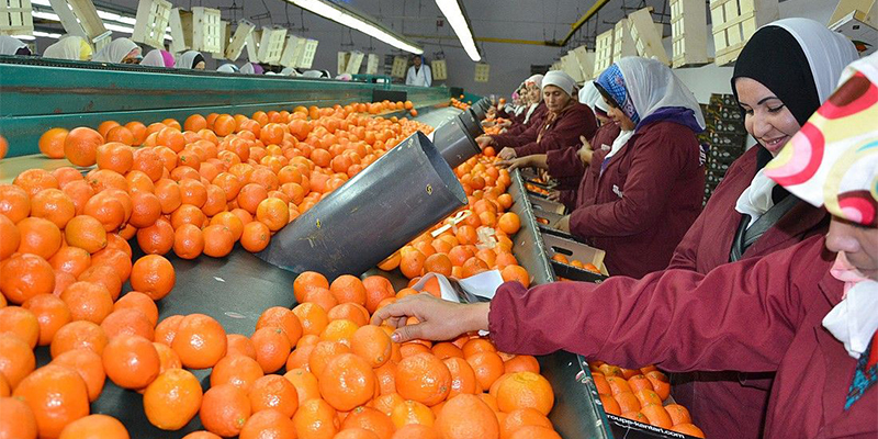 Maroc - Russie : Vers la reprise des exportations marocaines de mandarines