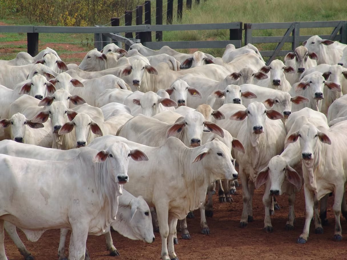 La flambée des prix de la viande rouge pousse le Maroc vers l’importation de bovins.