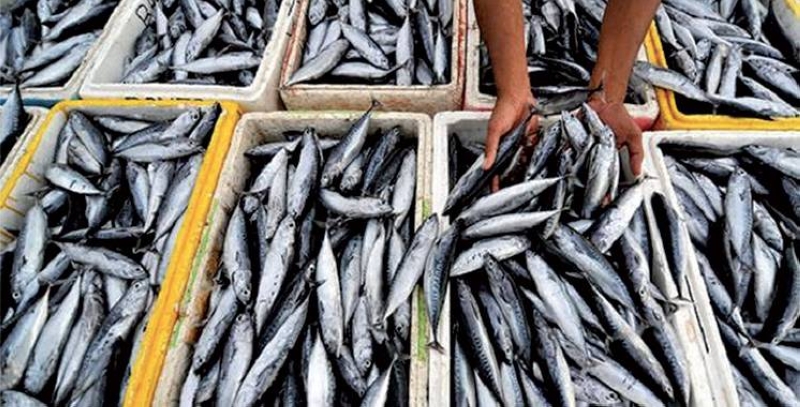 ​Exportations de poisson : Le Maroc, deuxième meilleur fournisseur de la Russie en 2024