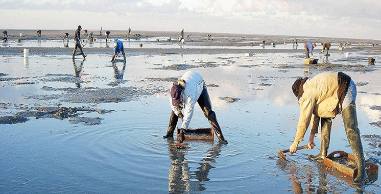 Dakhla: interdiction de la récolte et de la commercialisation des huîtres issues de la zone conchylicole Duna Blanca