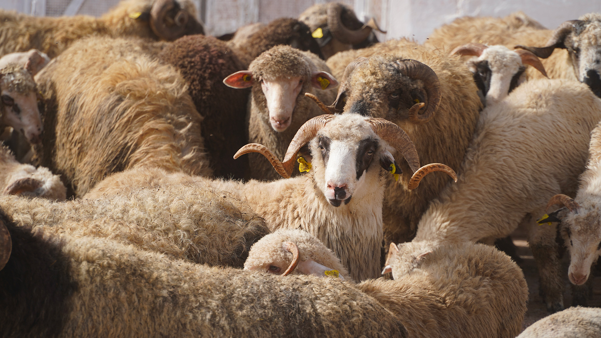 Importation de moutons de la Roumanie : Une délégation marocaine à Bucarest pour la reprise de l'approvisionnement