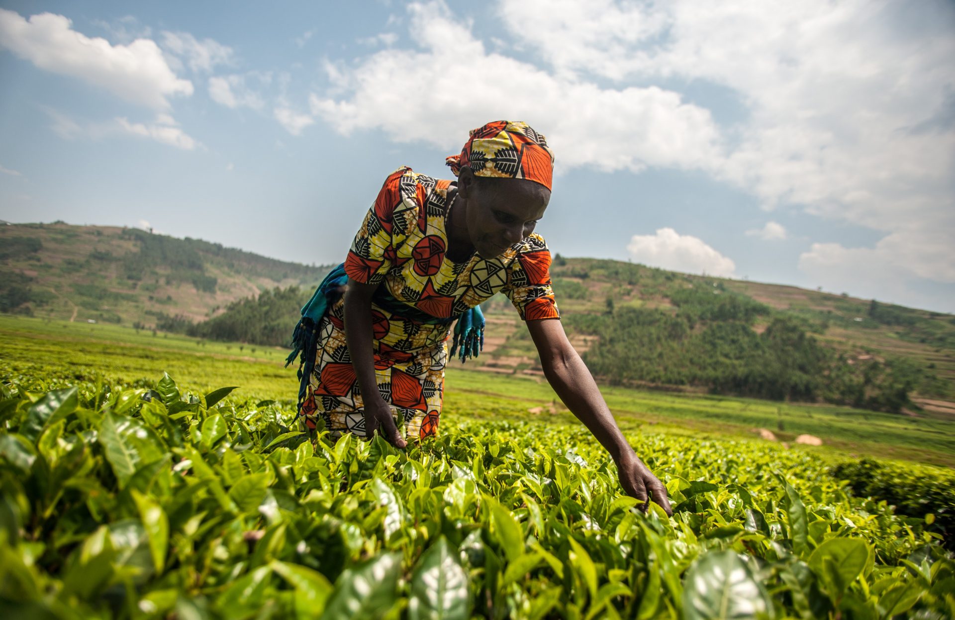 ​Agriculture nourricière en Afrique subsaharienne : Désormais, des consommateurs préfèrent les marques alimentaires locales