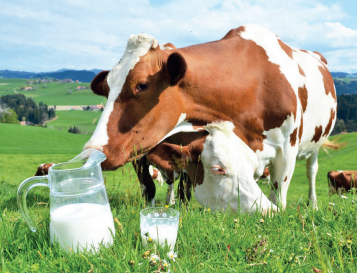 Marché des produits laitiers : Les importations de lait écossais accentuent la crise locale