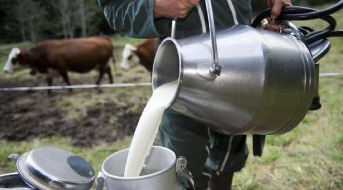 Marché des produits laitiers : Les importations de lait écossais accentuent la crise locale [INTÉGRAL]