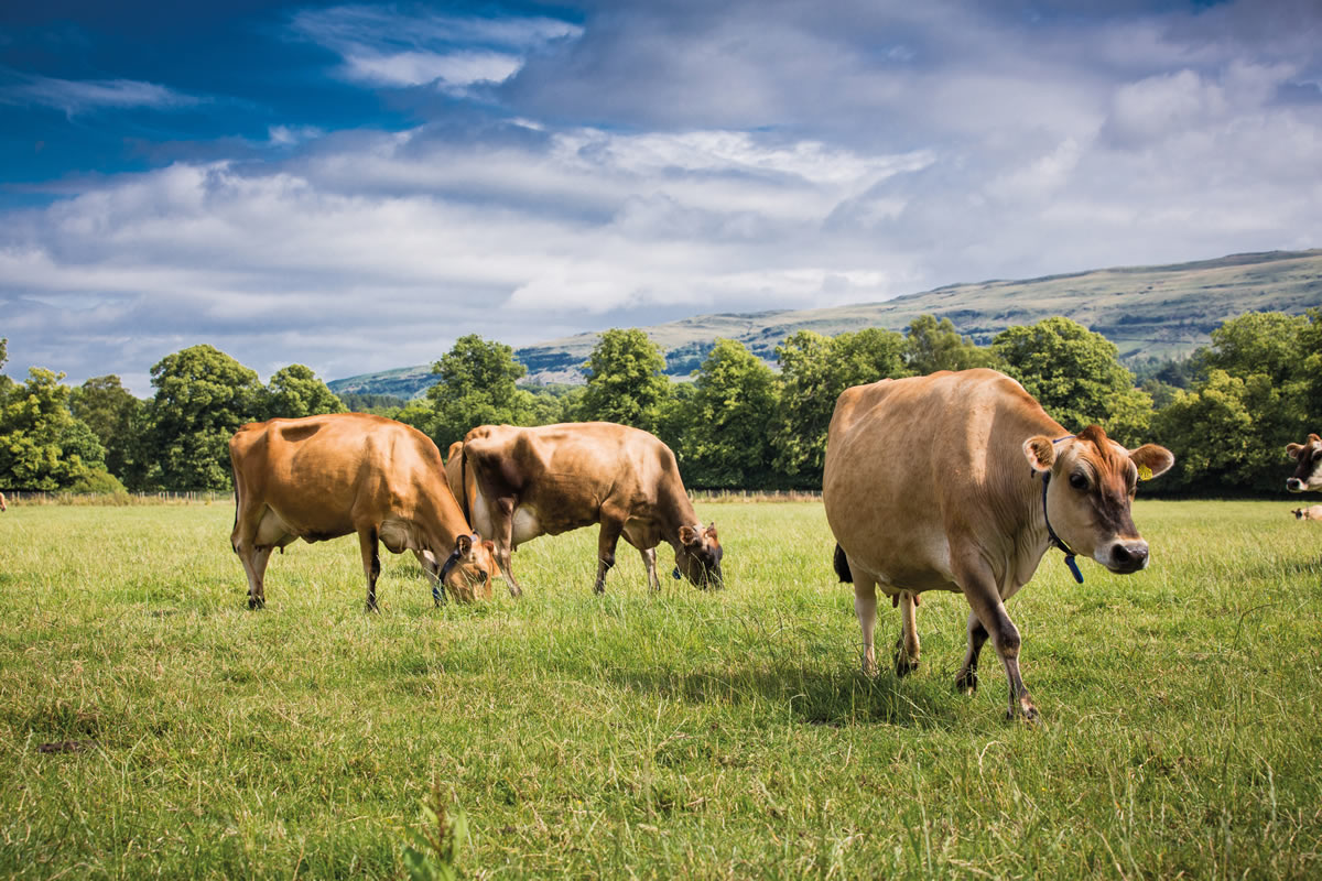 Marché des produits laitiers : Les importations de lait écossais accentuent la crise locale [INTÉGRAL]