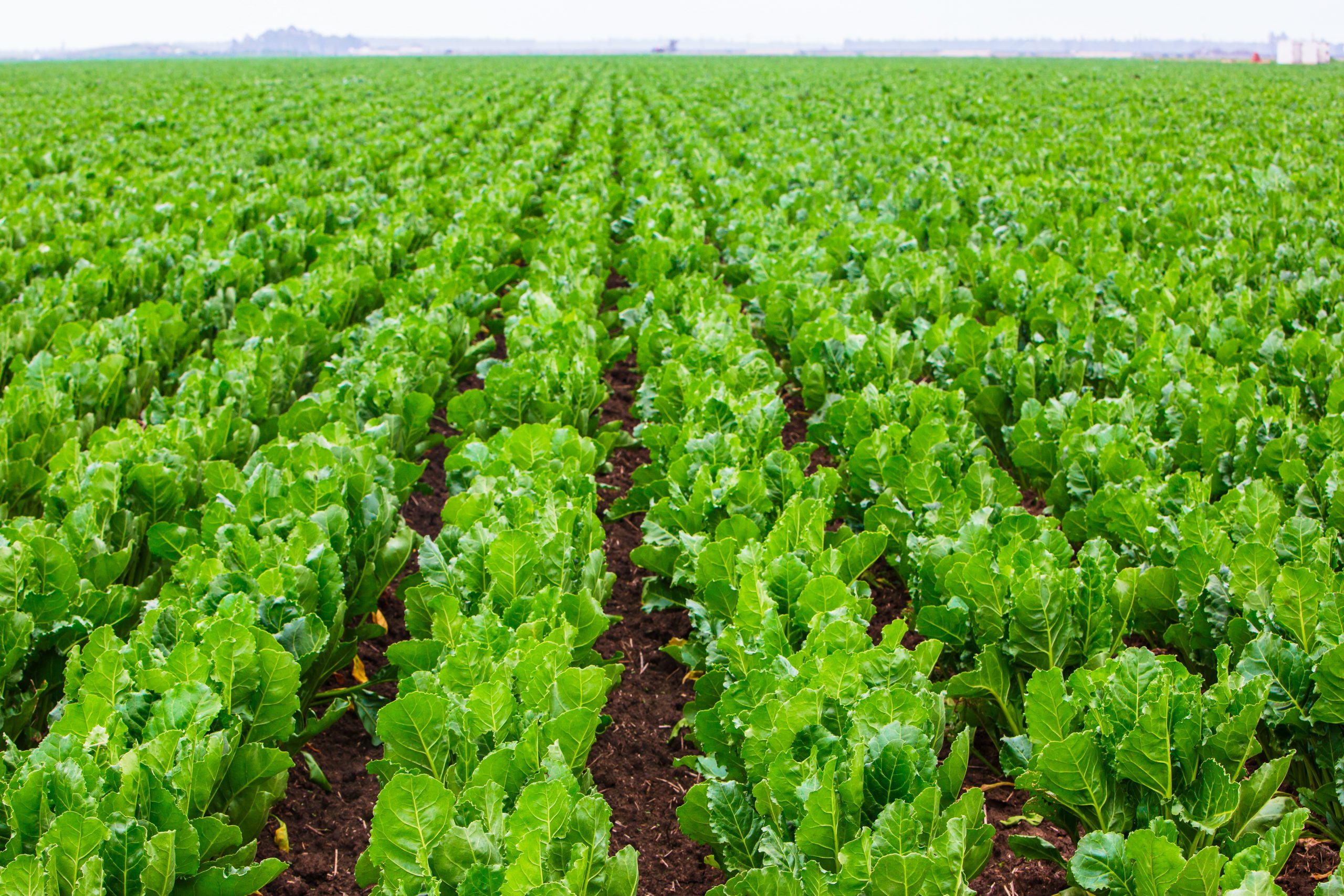 ​Campagne betteravière Doukkala-Abda : 82 % du programme déjà réalisé grâce à l'engagement de 1 755 agriculteurs