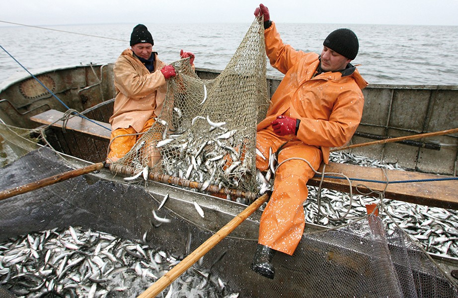 Pêche : Pause biologique pour les sardines dans les eaux du sud