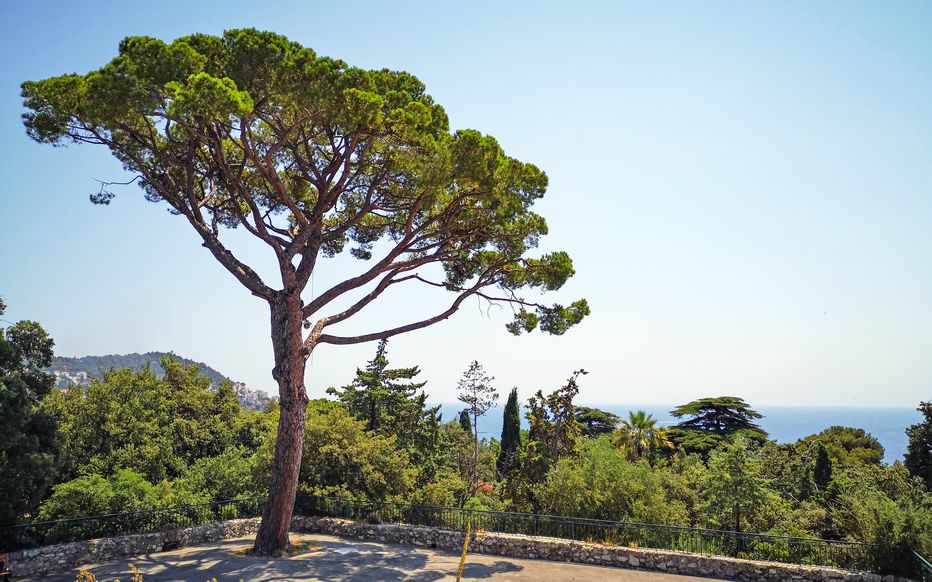 L'ANEF dément les allégations sur la destruction de plants de pins à Nador