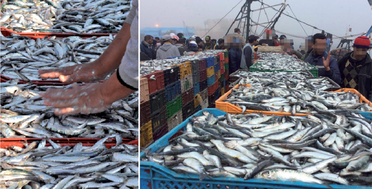 Sardines: Les dessous de la hausse des prix 