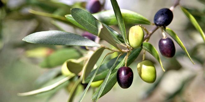 ​Huile d’olive : L’import a-t-il freiné la flambée des prix ? [INTÉGRAL]