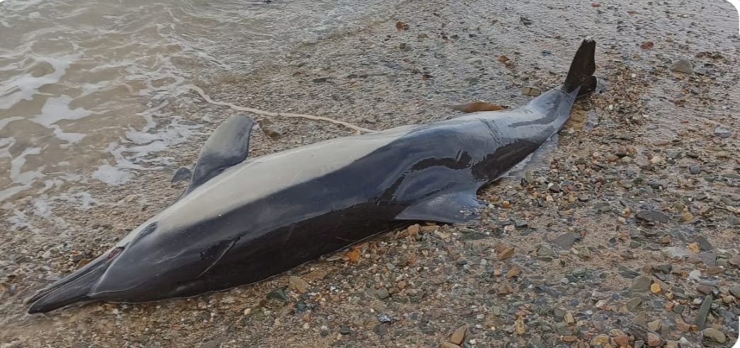 ​Un dauphin échoué retrouvé mort sur la plage d'El Jadida