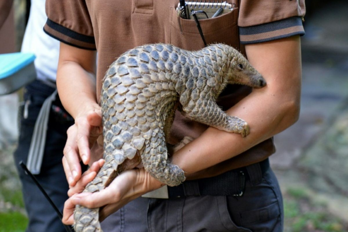 Au Ghana, les efforts de préservation du pangolin, mammifère le plus braconné au monde