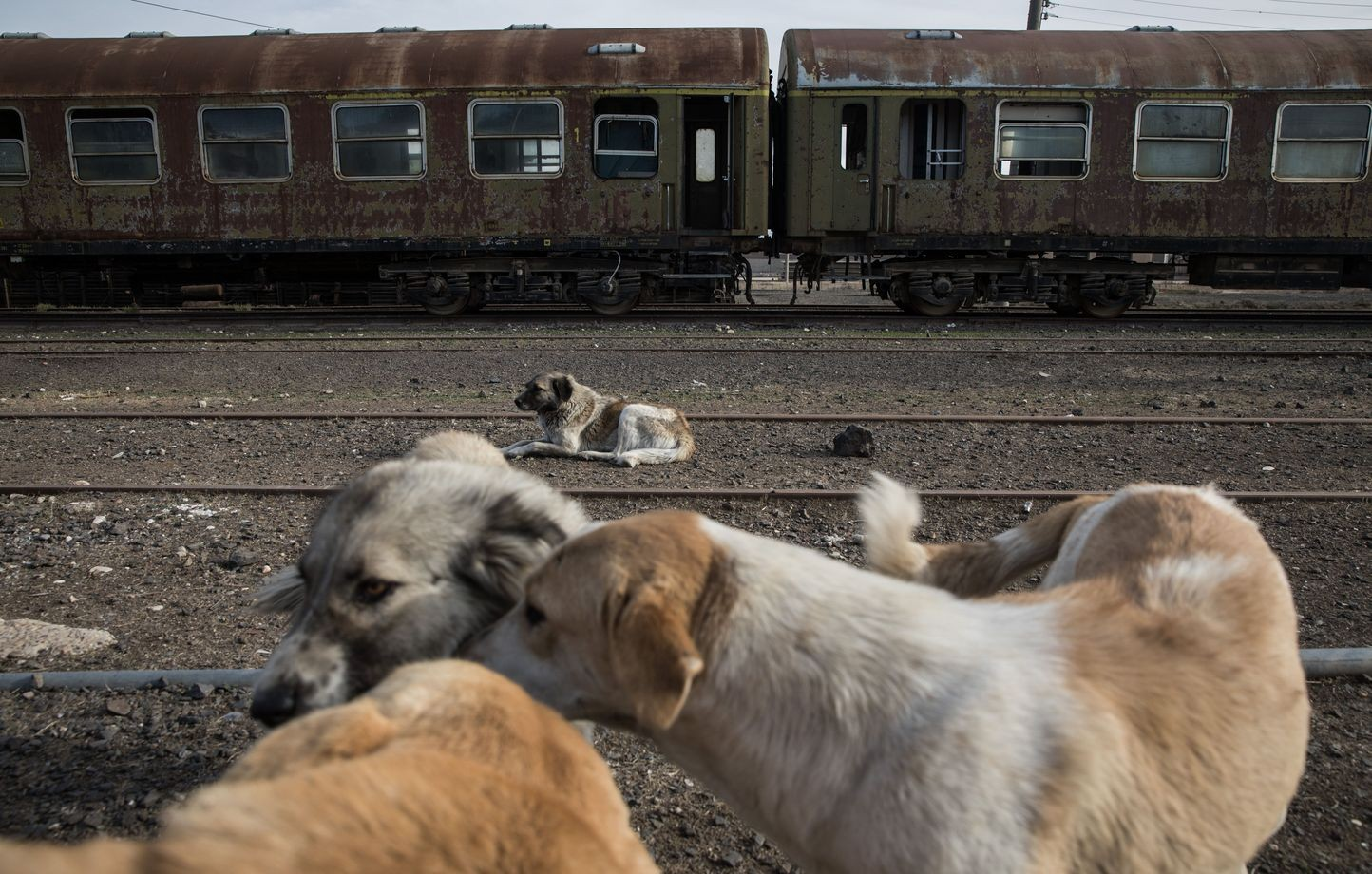 Aucune campagne d’abattage de chiens errants en cours, assurent les autorités Marocaines