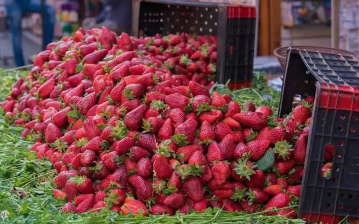 Fraises marocaines : l'ONSSA dément les rumeurs sur une supposée contamination