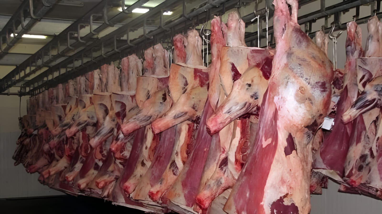 ​El Jadida - Viandes rouges : L'écart entre la baisse des prix dans les abattoirs et leur maintien élevé sur les marchés persiste et signe