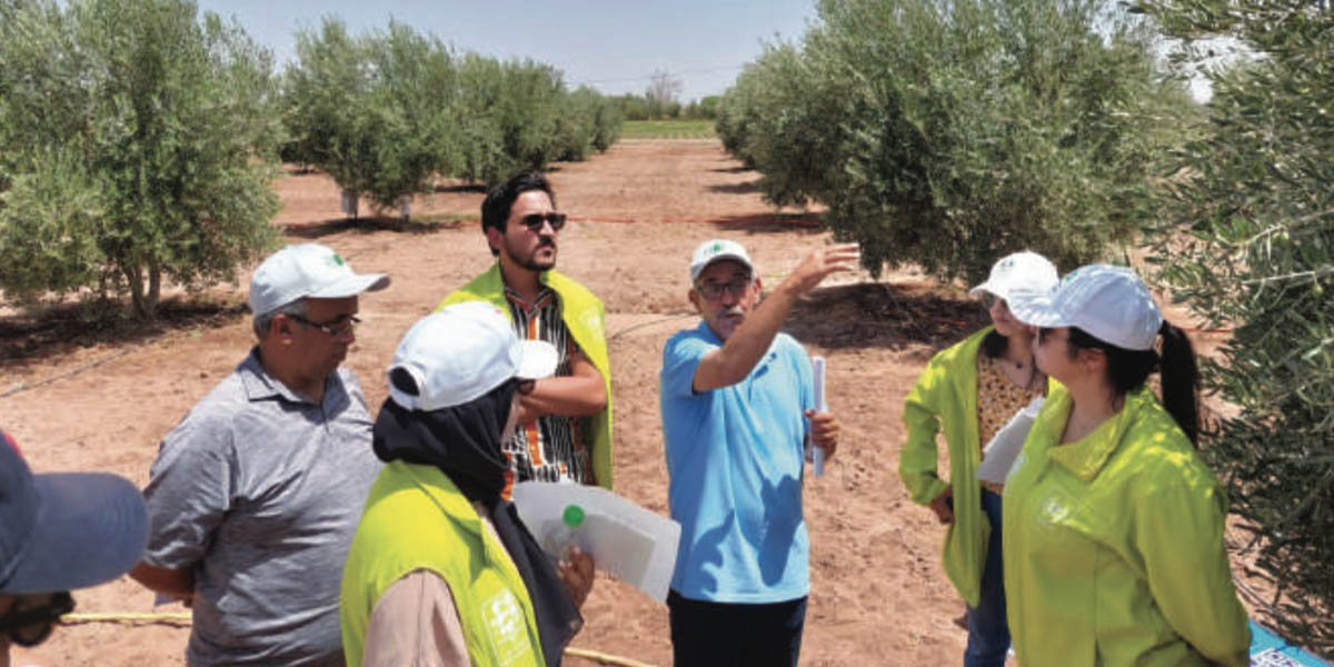 Al Moutmir : Un programme innovant pour dynamiser la filière oléicole