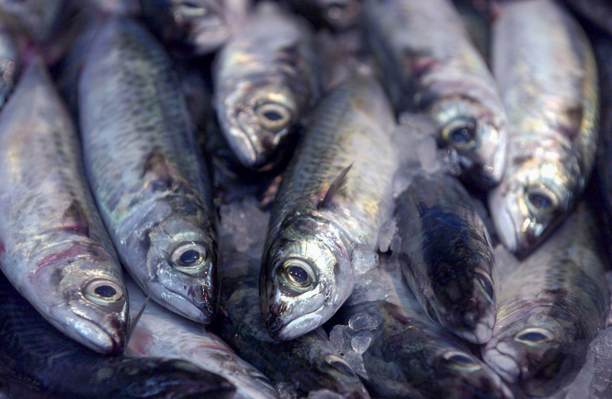 Consommation : Entre biologie, terroir et débat public… Les mille visages de la sardine