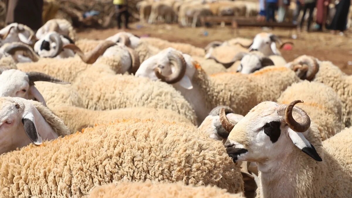 Viande rouge: L’ONSSA rassure sur la sécurité et la santé du cheptel national