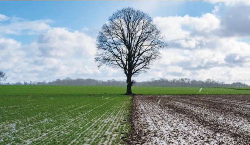 Des pluies bienfaisantes ravivent l’espoir des agriculteurs.