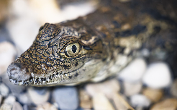 Lausanne : Aquatis célèbre la coopération avec le Maroc pour la réintroduction du crocodile sacré en milieu naturel