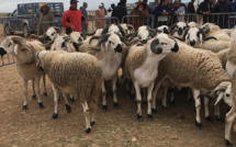 Aïd Al-Adha : Le premier marché pilote à bétail lancé à Azrou