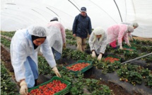 Agriculture : Les producteurs des fruits rouges appellent à la rescousse