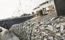 Région du Sud : Potentiel halieutique important pour les opérateurs économiques français