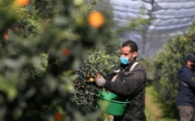 France: En Corse, la récolte des clémentines «sauvée» par les saisonniers marocains