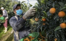 Quelque 300 saisonniers marocains acheminés en décembre vers le sud-est de la France