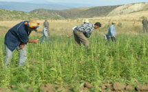 Légalisation du cannabis : Les enseignements du modèle israélien