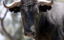 Boujdour: Quand un taureau s’échappe d’un abattoir