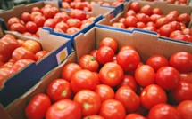 Guerre commerciale : La tomate marocaine attaquée sur le marché espagnol