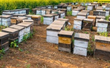 Jerrada : Nouveaux projets pour renforcer les filières du miel et des arbres fruitiers