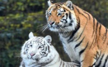 Rabat: Deux tigres s’invitent au Jardin Zoologique de Rabat