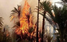 Zagoura : Un incendie dévore les oasis de la région