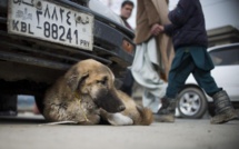 Afghanistan / Evacuation : les chiens et chats d’abord !