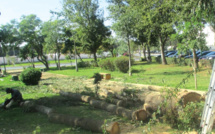 Kénitra : Mobilisation contre l’abattage massif des arbres