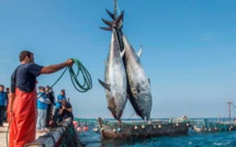 Pêche : La valeur des produits commercialisés augmente de 30%