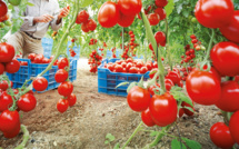 Agriculture : explosion des exportations de tomates marocaines vers l'Union européenne